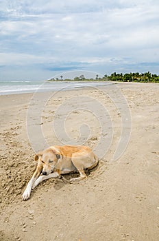 Stray wild dog laying at beach with ocean in background, The Gambia, West Africa