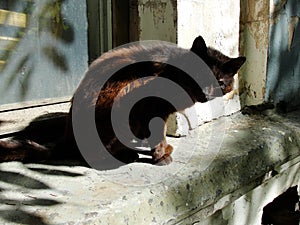 Stray wild-looking cat. Photo of a sitting stray black wild-looking cat.