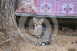 A strayed cat sitting on dirt ground.