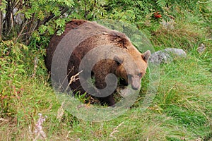 Straying Brown Bear In Ranua Zoo Finland