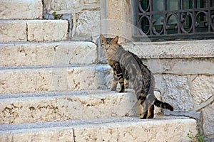 Straying cat on the staircase