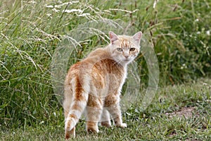 A straying red cat in a meadow, looking back.