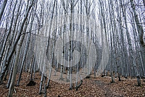 Strazov hill, Strazov Mountains, Slovakia