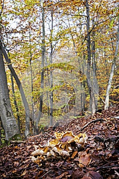 Strazov mountains, Slovakia, seasonal natural scene