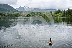 Strbske pleso area, Slovakia, seasonal natural scene