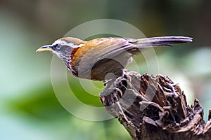 Streak-breasted Scimitar-babbler