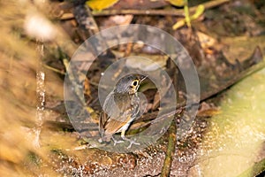 Streak-chested Antpitta (Hylopezus perspicillatus) in corcovado national park