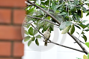 Streak - eared bulbul