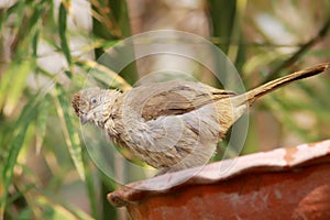 Streak-eared Bulbul