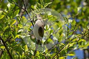 Streak eared Bulbul bird on tree