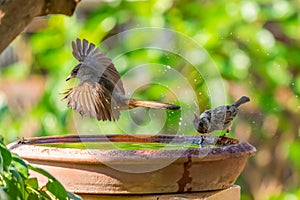 A Streak-eared Bulbul flying by a bowl of water while a sparrow spinning its head