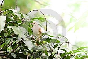 Streak-eared bulbul`s standâ€‹ing on branchesâ€‹ in the forest.