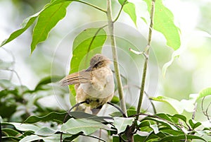 Streak-eared bulbul`s standâ€‹ing on branchesâ€‹ in the forest.