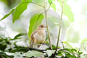 Streak-eared bulbul`s standâ€‹ing on branchesâ€‹ in the forest.