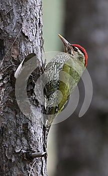 Streak throated woodpecker