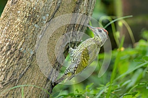 Streak-throated woodpecker Picus xanthopygaeus
