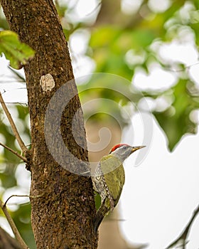 Streak throated Woodpecker or Picus xanthopygaeus bird closeup perched on tree trunk in natural green at pilibhit national park