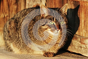 Streaked cat with green eyes