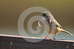 A Streaked Fan-tailed Warbler on a fence photo