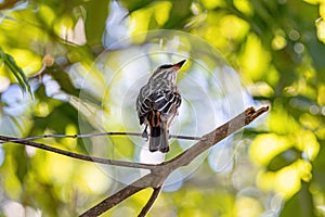 Streaked Flycatcher Bird photo