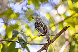 Streaked Flycatcher Bird photo