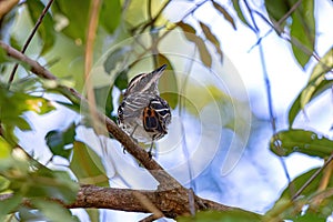 Streaked Flycatcher Bird photo