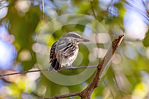 Streaked Flycatcher Bird photo