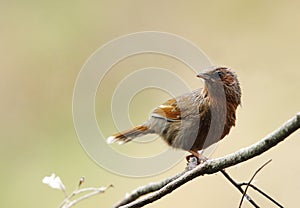 Streaked laughingthrush