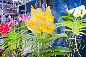 Streaked orchid flowers. Beautiful orchid flowers.