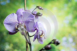 Streaked orchid flowers. Beautiful orchid flowers. orchids, purple. Beautiful Purple orchid flower tree with sunset tone. colorful