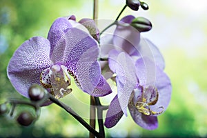 Streaked orchid flowers. Beautiful orchid flowers. orchids, purple. Beautiful Purple orchid flower tree with sunset tone. colorful