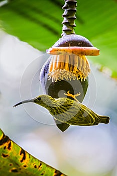 The streaked spiderhunter (Arachnothera magna)