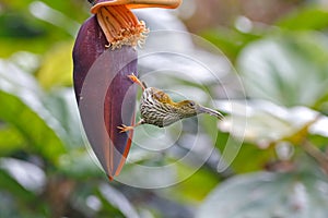 Streaked Spiderhunter Arachnothera magna Beautiful Birds of Thailand