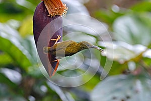 Streaked Spiderhunter Arachnothera magna Beautiful Birds of Thailand