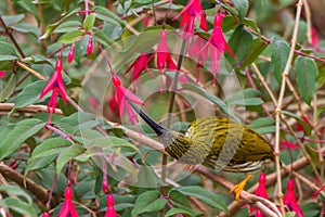 Streaked Spiderhunter Arachnothera magna in nature