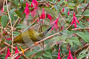 Streaked Spiderhunter Arachnothera magna in nature