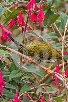 Streaked Spiderhunter Arachnothera magna in nature