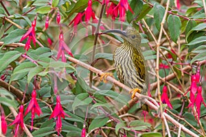 Streaked Spiderhunter Arachnothera magna in nature