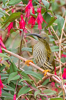 Streaked Spiderhunter Arachnothera magna in nature