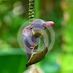 Streaked Spiderhunter bird