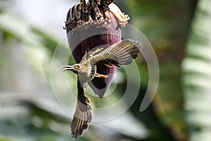 Streaked spiderhunterBirds- Indian birds