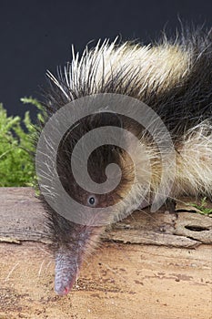 Streaked tenrec