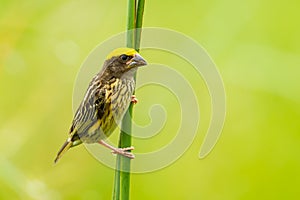 Streaked Weaver