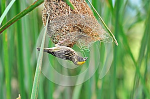 Streaked Weaver (bird) photo