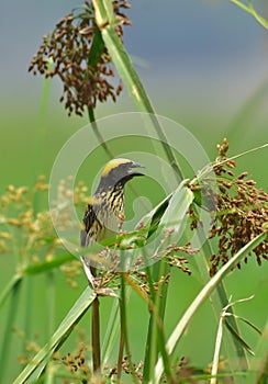 streaked weaver bird photo