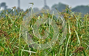 streaked weaver birdstreaked weaver nest photo