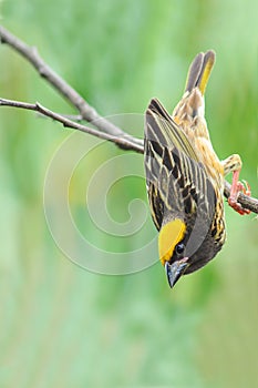 Streaked Weaver golden bird photo