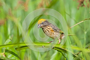 Streaked Weaver photo