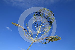 The streaks on the leaves against the background of the sky