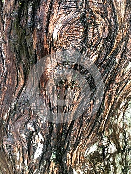 Australian gumtree bark